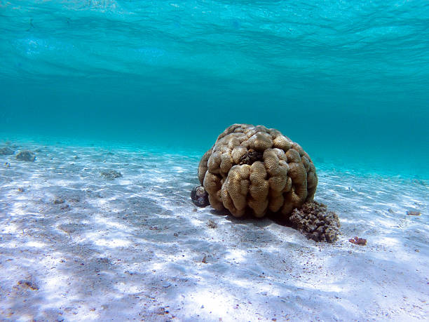 istock Coral reef in the Red Sea, Egypt. 539226764