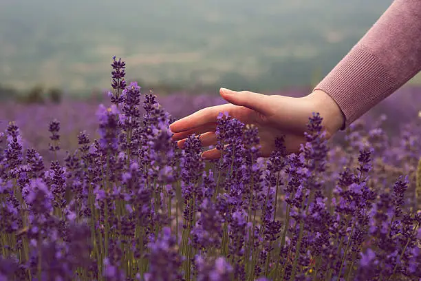 Photo of Summertime in a lavender field