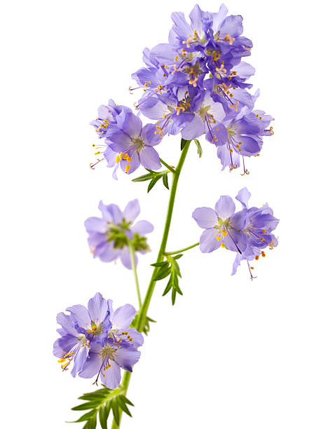 istock Jacob's Ladder or Greek valerian 539227344