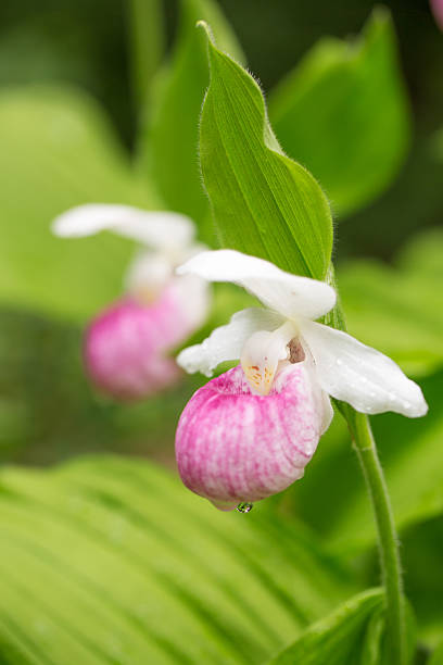 Showy Lady's Slipper (Cypripedium reginae)