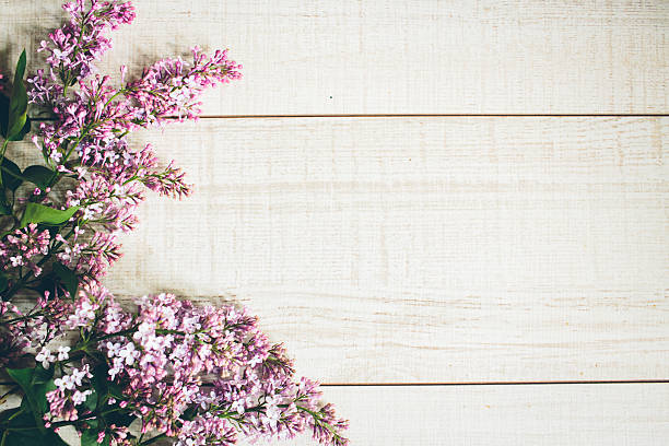 istock Beautiful background of lilac flowers. 539228302
