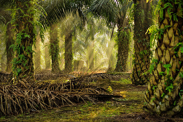 istock Oil Palm Plantation 539228546