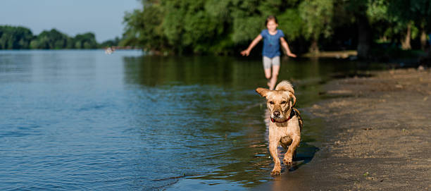 istock Dog and girl running along beach 539228618