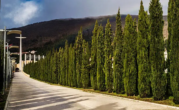 A way to church in San Giovanni Rotondo with cypress.