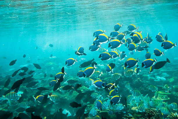 istock plenty of fish in maldives sea 539228914