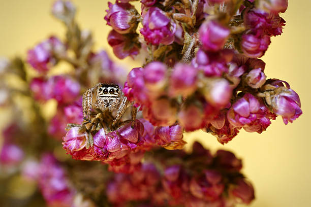 istock Jumping Spider (family Salticidae), hidden and crouching in the flowers 539230038