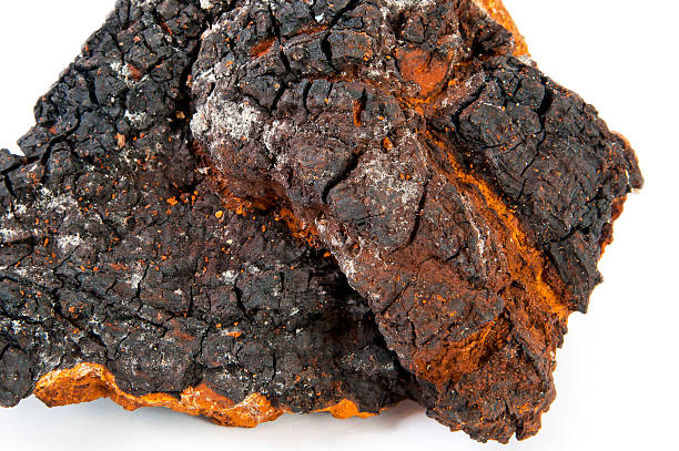 istock Chaga mushroom on a white background 539230770