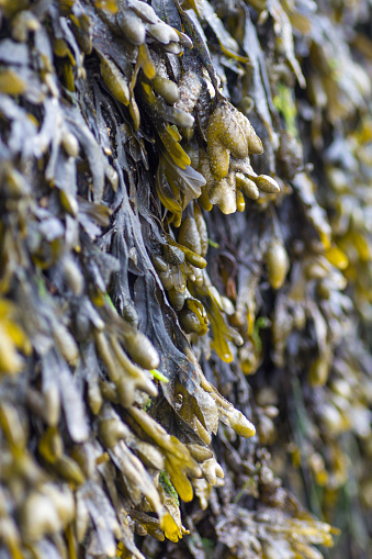 Seaweed on Sea Wall