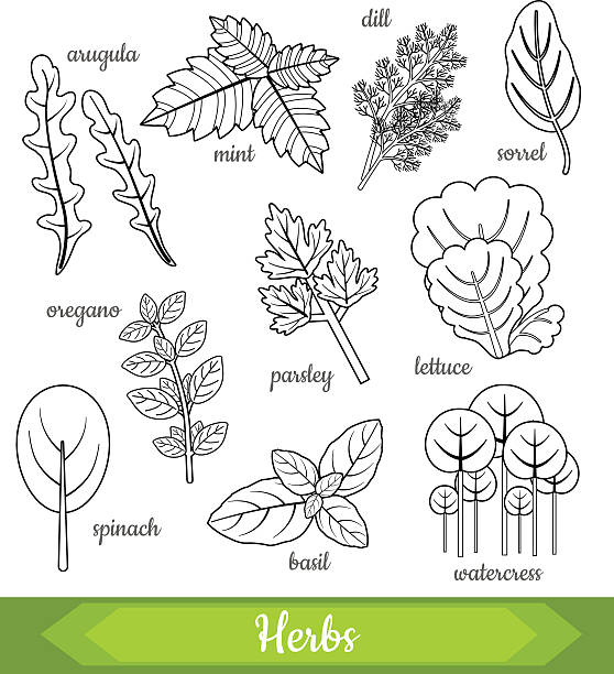 Vector illustration of fresh herbs vector art illustration