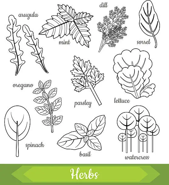 Vector illustration of Vector illustration of fresh herbs