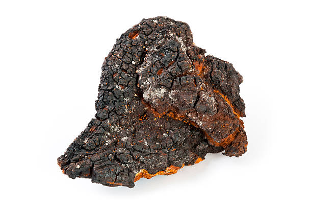 istock Chaga mushroom on a white background 539231204