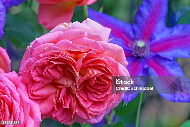 Color De Rosa Y Clematis Inglés Foto de stock y más banco de imágenes de Azul - Azul, Botánica, Cabeza de flor