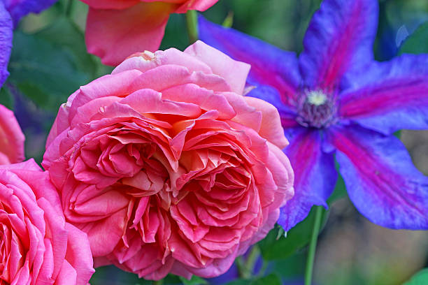istock English rose and clematis 539231866