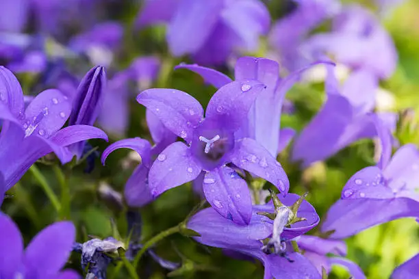 Campanula portenschlagiana