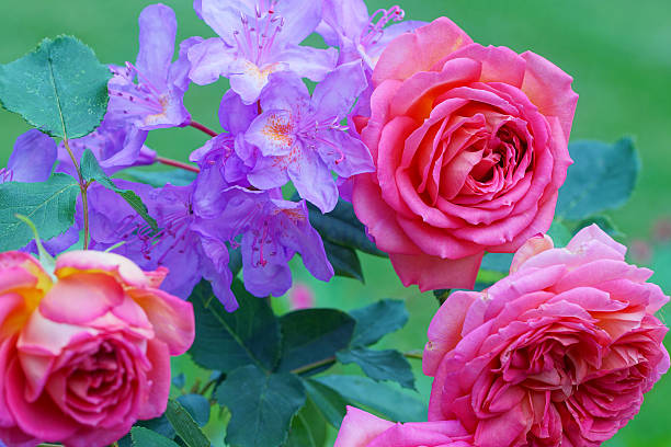 istock English rose and rhododendron 539232248