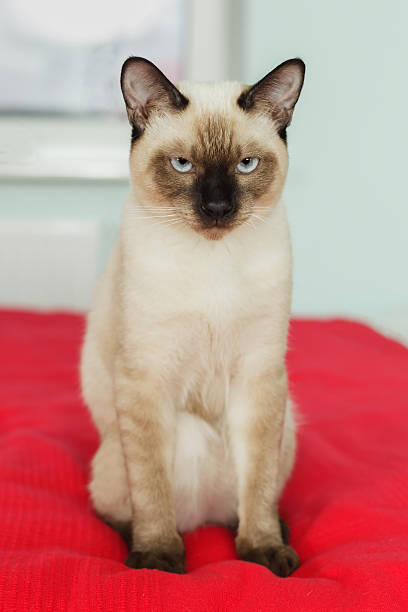 istock Severe and serious Thai cat looking strictly. 539232284