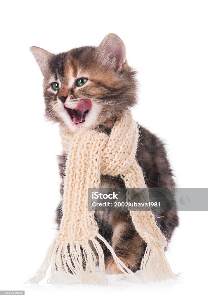 Siberian kitten Sick siberian kitten with a scarf tied round a neck isolated on white background Animal Stock Photo