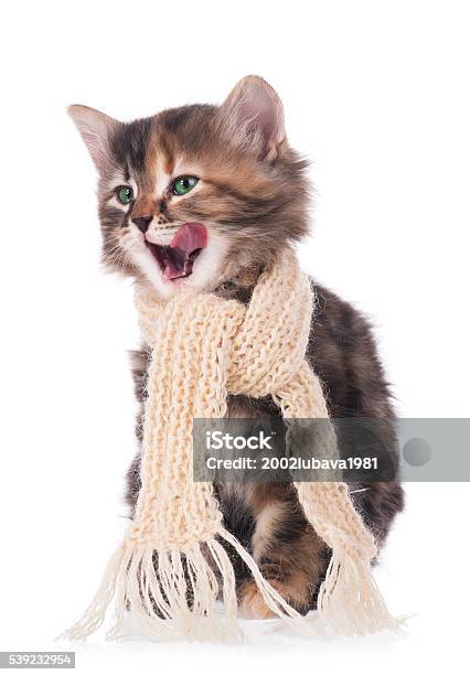 Siberian Kitten Stock Photo - Download Image Now - Animal, Beautiful People, Beauty