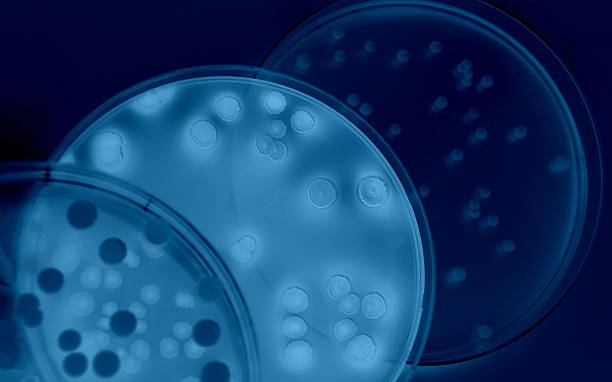 differenzierung von bakterien - mikrobiologie stock-fotos und bilder