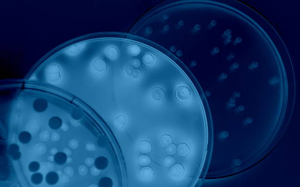 diferenciación de bacterias - microbiology fotografías e imágenes de stock