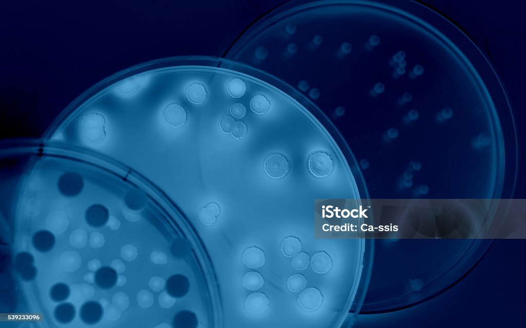 差別化のバクテリア - シャーレのロイヤリティフリーストックフォト