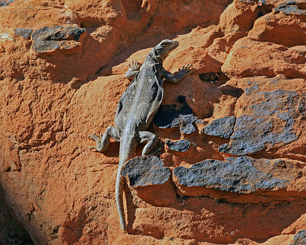 Chuckwalla on Rock Chuckwalla on rock. Taken in Valley of Fire State Park, Nevada. sauromalus ater stock pictures, royalty-free photos & images