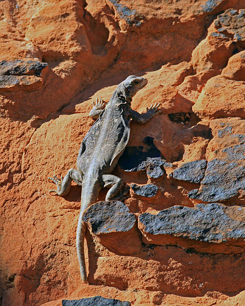 Chuckwalla Climbing on Rock Chuckwalla on rock. Taken at Valley of Fire State Park, Nevada. sauromalus ater stock pictures, royalty-free photos & images