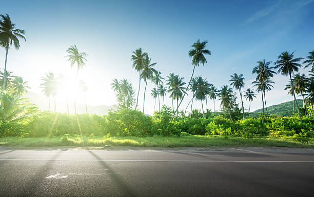 istock empty road in jungle of Seychelles islands 539233778