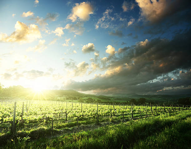 istock Vineyard in Tuscany, Italy 539234044
