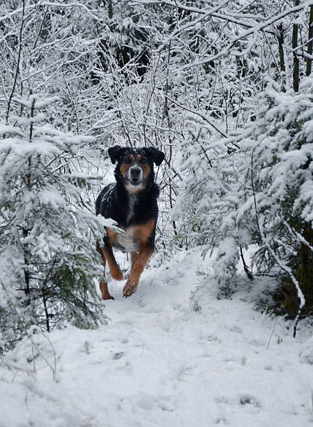 chien de chasse - snow dog walking running photos et images de collection