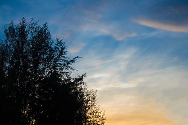 istock Light of sunset and Silhouette Tree 539234620