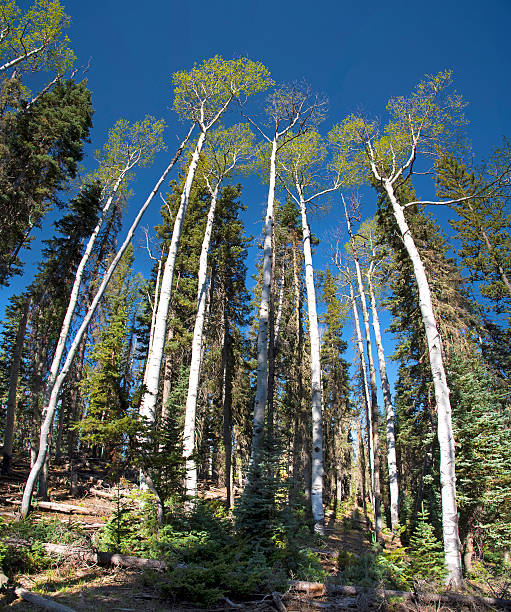 aspen grove - grover fotografías e imágenes de stock