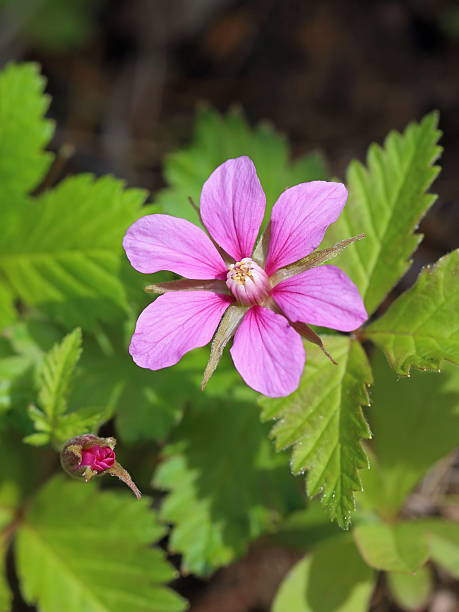 istock Blossoming bush of the Arctic raspberry 539234674