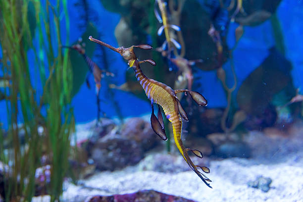 Sea Dragon Sea dragon floating in water seadragons photos stock pictures, royalty-free photos & images