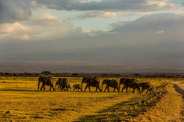 elefantes família em de amboseli - egret water bird wildlife nature imagens e fotografias de stock