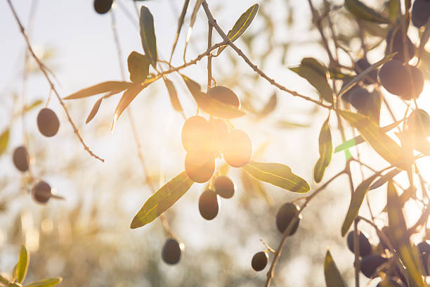 olives unter herbstlichen sonne - tree sun autumn sunlight stock-fotos und bilder