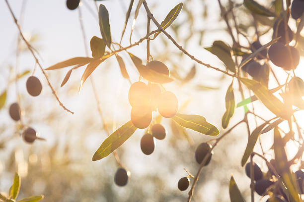 olive in autunno sole - oliveto foto e immagini stock