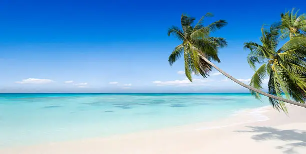 Panoramic view of a tropical beach paradise with a calm sea and palm trees.