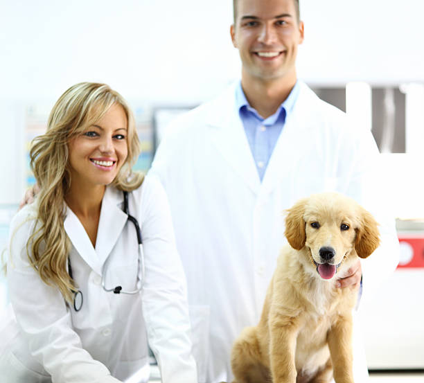 istock Smiling vets with healthy dog. 539235257