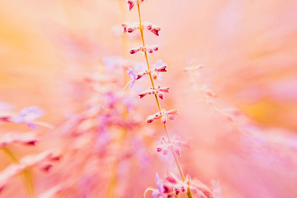 istock Lavender flower nature background orange and purple spring & summer 539235303