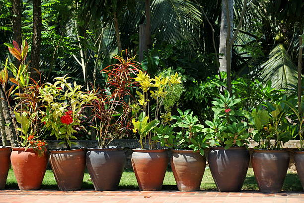 Tropical plants stock photo