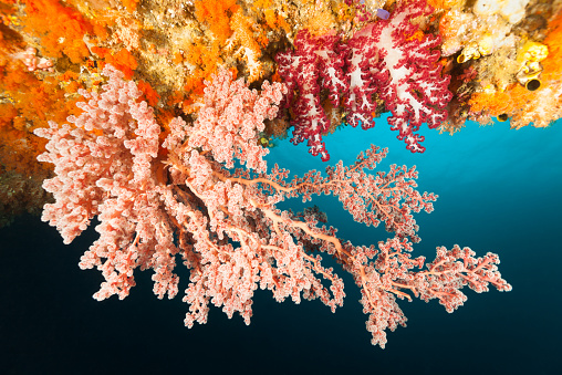 Beautiful Soft Corals, mainly Dendronephthya sp. and a large Siphonogorgia godeffroyi. This species is a soft tree coral with a gorgonian like appearance, but there is no skeleton in the coral stem, it is stabilized just by the inner pressure. Depth: 10 to 20 m (33 to 65 ft). 