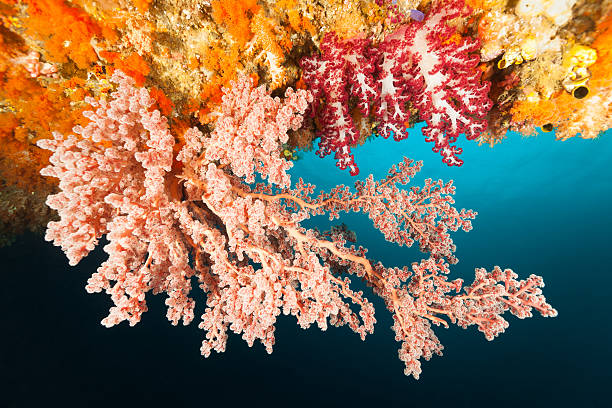 Soft Coral Beauty Contest at Cave Ceiling, Raja Ampat, Indonesia stock photo