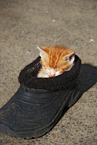 istock Funny cat sleep in old shoe 539235830