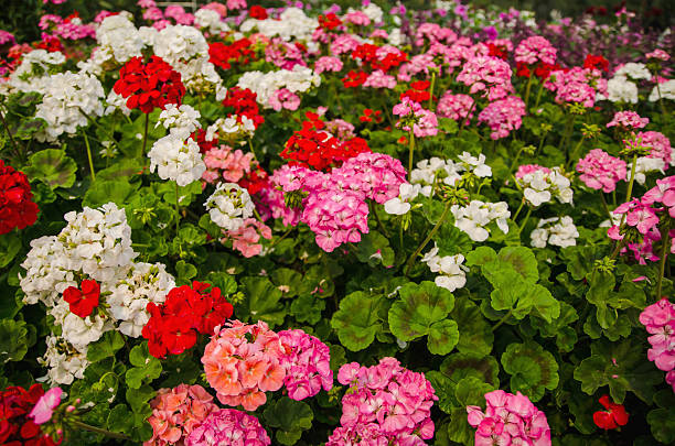 istock Colorful flowers in the garden 539235876