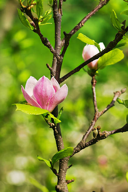 abloom kwiatu magnolii - abloom zdjęcia i obrazy z banku zdjęć