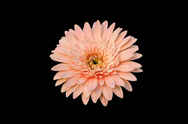 istock Pink Gerbera bloom Flowers isolated on black background. 539236204