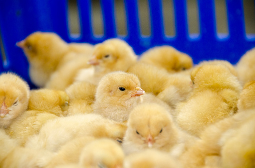 baby chicks in blue crate