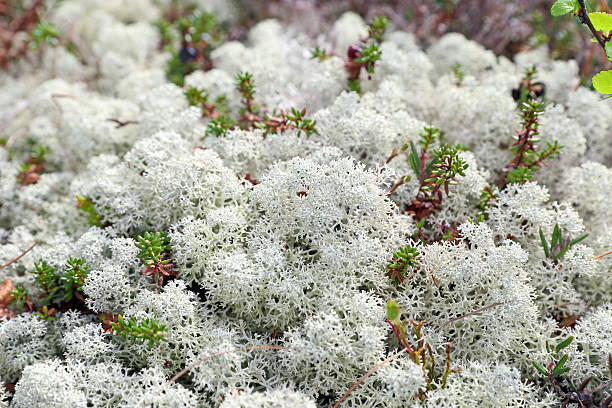 pflanzen der nördlichen land - forest tundra stock-fotos und bilder