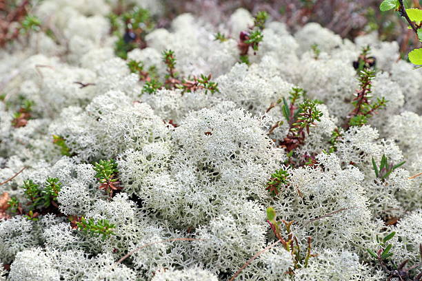 Plants of a northern country